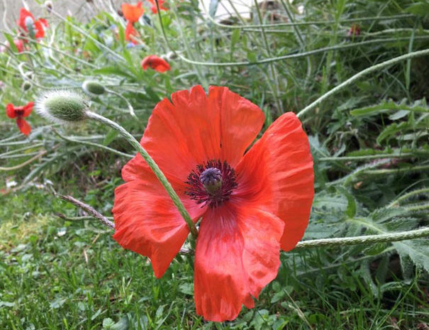 Closeup of a red poppy in a garden border