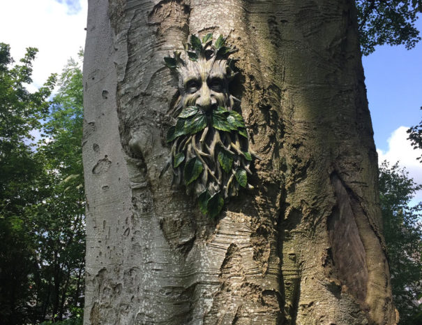 Green man-type face sculpture seeming to grow from a large beech tree trunk