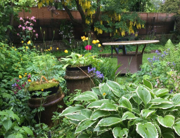 Green hostas in colourful cottage garden with laburnum in the background