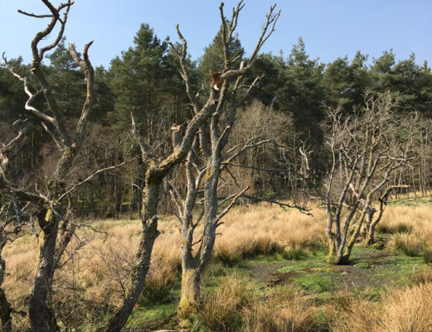 Dead trees resembling a 'petrified forest' on the Pennine Way at Alston