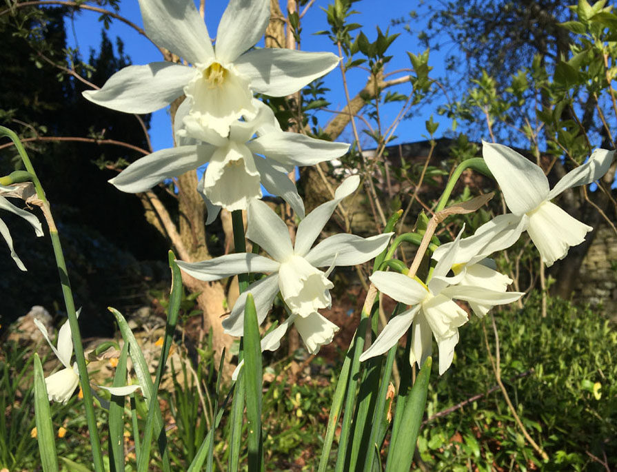 Some of the stars of spring, a group of small, white narcissi in the Temple Croft garden rockery blow gently in the breeze against a bright blue sky